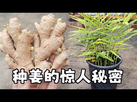 薑發芽種植|【薑要怎麼種】在家也能種薑！薑要怎麼種？育苗、種。